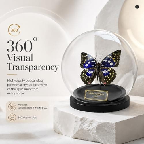 Wugakio Glass Taxidermy Butterfly Specimen Shadow Box, Butterfly Gifts for Women Girls with Glass Cover, Butterfly Decor for Bedroom Office Living Room Desk (Sasakia charonda formosana) - Thumbnail 4
