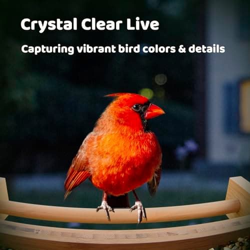 NETVUE by Birdfy Smart Bird Feeder with Camera Solar Powered,2K Live Steam&Permanent AI Identify for Birds&Motion Detection,Birds Watching Ideal Wood Feeder for Chistmas Gift for mom,Bird-Lover - Thumbnail 3