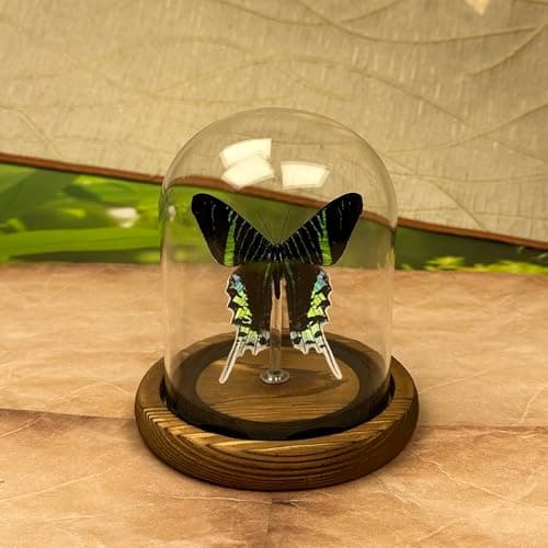 Wugakio Glass Taxidermy Butterfly Specimen Shadow Box, Butterfly Gifts for Women Girls with Glass Cover, Butterfly Decor for Bedroom Office Living Room Desk (Moon Moth Butterfly) - Image 1
