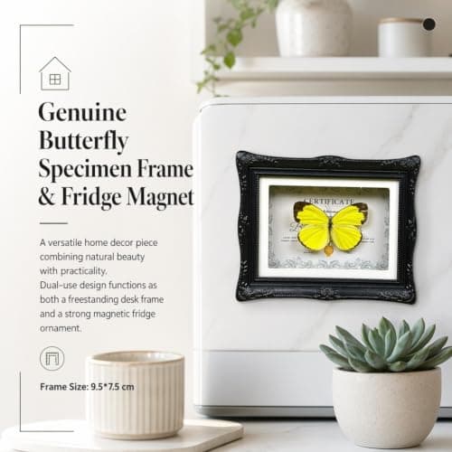 1Pcs Real Butterfly Framed Handmade, Taxidermy Butterfly Shadow Box Collection, Framed Butterfly Taxidermy for Oddities and Curiosities Gifts Tabletop Ornaments (#10-butterfly Specimen+photo Frame) - Thumbnail 4