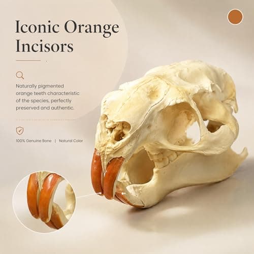 Wugakio Taxidermy Real Animals Myocastor coypus Skulls, Real Bones Specimen, Taxidermy Supplies for Science Education - Beaver Rat (1pcs Beaver Rat Skull) - Thumbnail 6