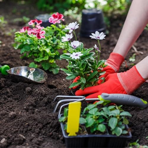 Rooting Powder, Rooting Hormone for Plant Cuttings and Transplanting, Plant Starter and Transplanting Fertilizer (8.8OZ) - Thumbnail 4