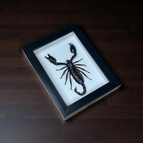 Real Forest Scorpion Specimen, Black Frame Shadow Box, Taxidermy for Insect Lovers,Insect Taxidermy Display Wall Art Hanging Decor Home Living Decor (Scorpion +Plastic Box) - Thumbnail 5