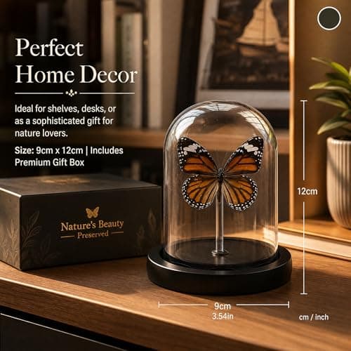 Real Taxidermy Butterfly Specimen Shadow Box, Butterfly Gifts for Women Girls with Glass Cover, Butterfly Decor for Bedroom Office Living Room Desk， Danaus genutia - Thumbnail 6