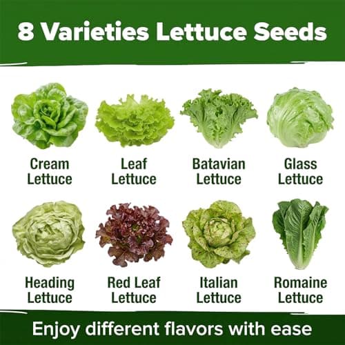 LUOJIBIE Lettuce Seeds for Planting Outdoors, Vegetable Garden Seeds, 8 Varieties Non-GMO Heirloom Lettuce Seeds (Romaine, Red Leaf, Italian, Batavian, and More) for Fresh Salad Greens, Fast Growing - Thumbnail 3