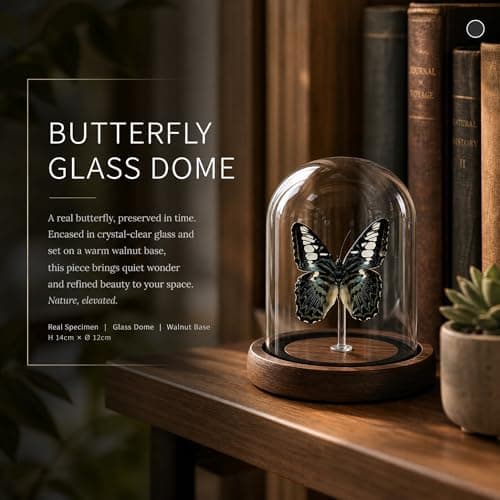 Wugakio Glass Taxidermy Butterfly Specimen Shadow Box, Butterfly Gifts for Women Girls with Glass Cover, Butterfly Decor for Bedroom Office Living Room Desk (Parthenos syvia) - Thumbnail 4