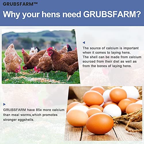 GRUBSFARM Premium Dried Black Soldier Fly Larvae for Chickens 5LBS - Superior to Mealworms - 85X More Calcium Than Meal Worms - Molting & Laying Hens Supplement - Non-GMO BSF Larvae Treats for Ducks - Thumbnail 4