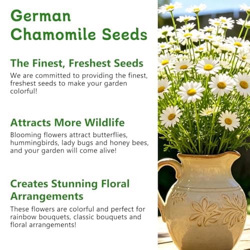 LUOJIBIE German Chamomile Seeds, 60,000+ Chamomile Flower Seeds Bulk for Planting Outdoor Indoor Garden, Heirloom & Non-GMO Matricaria Chamomilla/Recutita Herb Seeds, Easy to Grow - Thumbnail 4