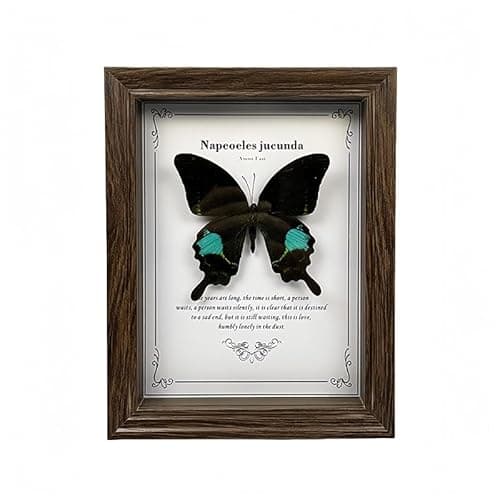 Wugakio Real Butterfly Framed - Hanging wood grain photo frame, Taxidermy Animals for Oddities and Curiosities Gifts (Papilio paris - Wood Grain Photo Frame) - Image 1