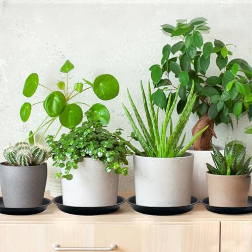 Garrdeen 6 Pack 10 Inch Black Round Plant Saucers, Thick PP Plastic Pot Trays for Large Planters, Durable Flower Pot Water Catcher Plates & Drip Trays for Indoor Outdoor Gardening - Thumbnail 5