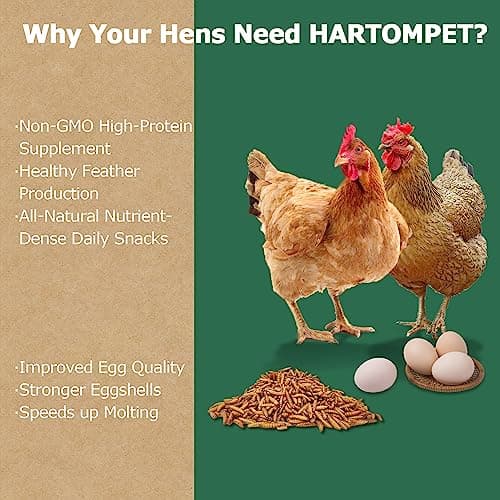 HARTOMPET 1LB Non-GMO Dried Black Soldier Fly Larvae for Chickens, Superior Calcium Boost, Better Than Dried Mealworms, Poultry Feed Ideal for Molting & Laying Hens, Wild Birds, Ducks | Top Grade BSF - Thumbnail 4