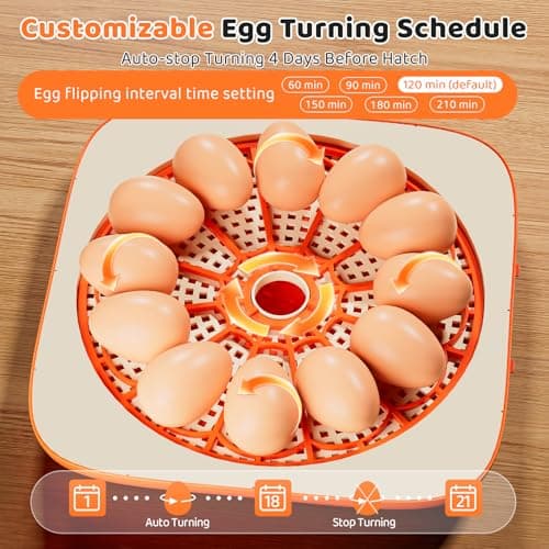 Incubators for Hatching Eggs 12 Egg Digital Egg Incubator Precision Auto Temp Humidity Control 6 Gear Adjustable Auto Turner Auto Stop Turning Hatching Days Display for Chicken Duck Goose Eggs - Thumbnail 4