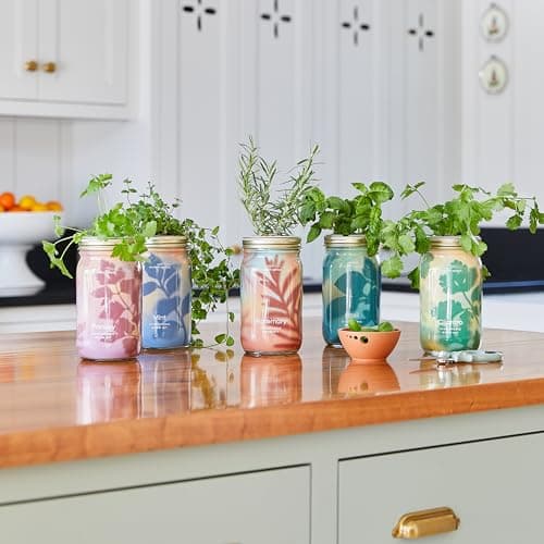 Modern Sprout New & Improved Mason Jar Grow Set 6pk, Indoor Herb Garden, Seed Starter Set, Organic Seeds, Hydroponic Growing (Basil + Mint + Parsley + Cilantro + Rosemary+ Lavender) - Thumbnail 2