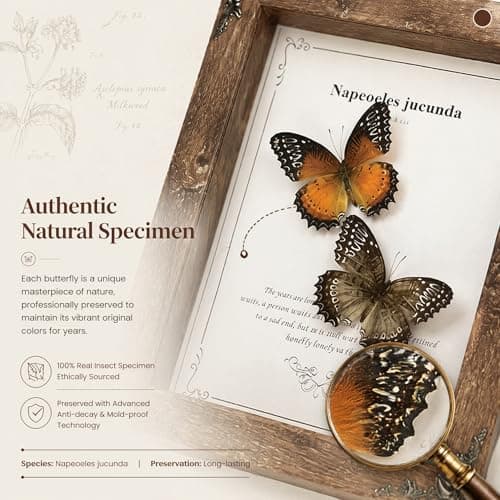 Wugakio Real Butterfly Framed - Hanging wood grain photo frame, Taxidermy Animals for Oddities and Curiosities Gifts (cethosia biblis+White saw butterfly - Wood Grain Photo Frame) - Thumbnail 4