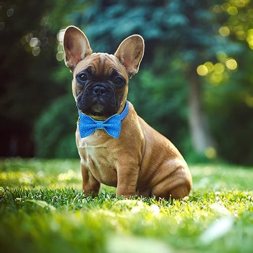 Jumpress Blue Boy Dog Collar with Bow, Bling Male Bowtie Dog Collar for Puppy Small Medium Dogs, Cute Dog Collar for Daily Walking or Holiday Party (Neck fit 11-16’’) - Thumbnail 4