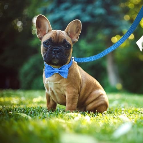 Jumpress Bling Bow Tie Dog Collar and Leash Set, Cute Blue Boy Dog Collar with Bow and 5ft Leash for Small Medium Dogs Daily Walking or Holiday Party (Neck fit 11-16’’) - Thumbnail 4