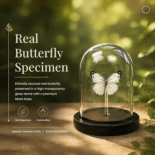 Real Taxidermy Butterfly Specimen Cepora Nadina Shadow Box, Butterfly Gifts for Women Girls with Glass Cover, Butterfly Decor for Bedroom Office Living Room Desk ﻿ - Thumbnail 2