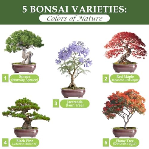 5 DIY Bonsai Tree Kit for Beginners, Complete Indoor Gardening Starter Kit with Seeds, Soils, Pots & Tools, Unique Birthday Gifts Ideas for Women, Men - Thumbnail 2