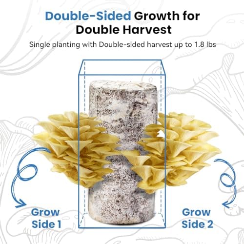 Organic Edible 4lbs Golden Oyster Mushroom Growing Kit, Made in USA, Double-Side Mushroom Grow Kit Indoor, Harvest Gourmet Mushrooms in 10 Days, Top Gardening Gift, Holiday Gift - Thumbnail 3