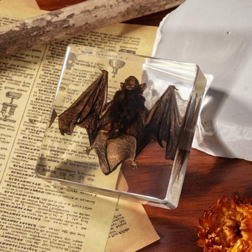 Taxidermy Bat, Real Bats Specimens High Quality Resin Animals for Science Classroom Science Education, Bat Decor Great Gift for Taxidermy, Animal Skull, Oddities, Biology (3 x 3 x 1 inch) - Thumbnail 4