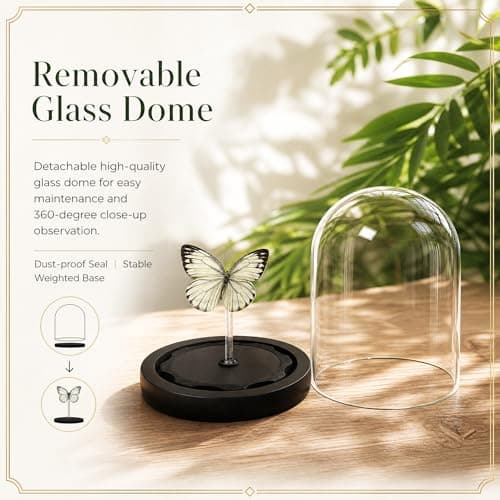 Real Taxidermy Butterfly Specimen Cepora Nadina Shadow Box, Butterfly Gifts for Women Girls with Glass Cover, Butterfly Decor for Bedroom Office Living Room Desk ﻿ - Thumbnail 6