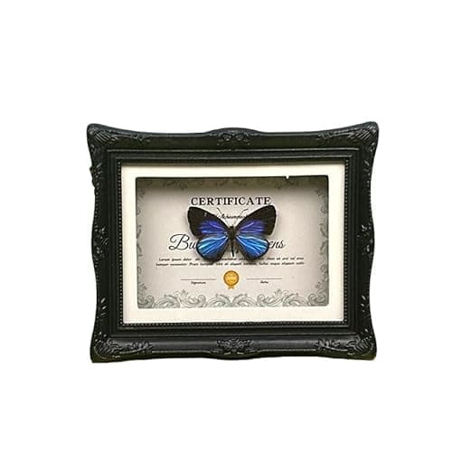 1Pcs Real Butterfly Framed Handmade, Taxidermy Butterfly Shadow Box Collection, Framed Butterfly Taxidermy for Oddities and Curiosities Gifts Tabletop Ornaments (#05-butterfly Specimen+photo Frame) - Image 1