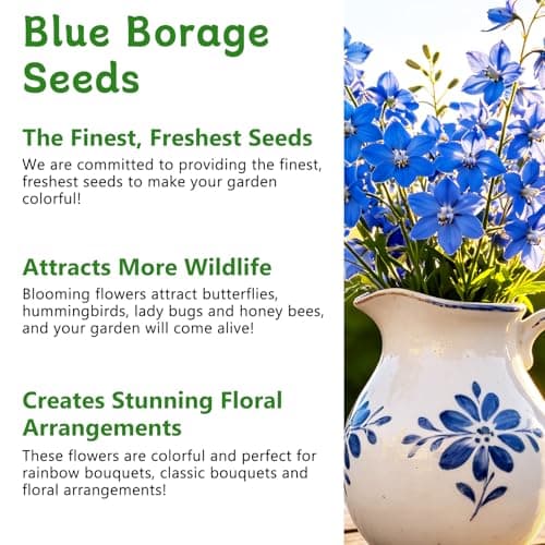 LUOJIBIE Borage Seeds, 2,000+ Blue Borage Seeds for Planting Outdoor & Indoor, Flower Seeds Bulk for Garden, Non-GMO & Heirloom, Easy to Grow - Thumbnail 4