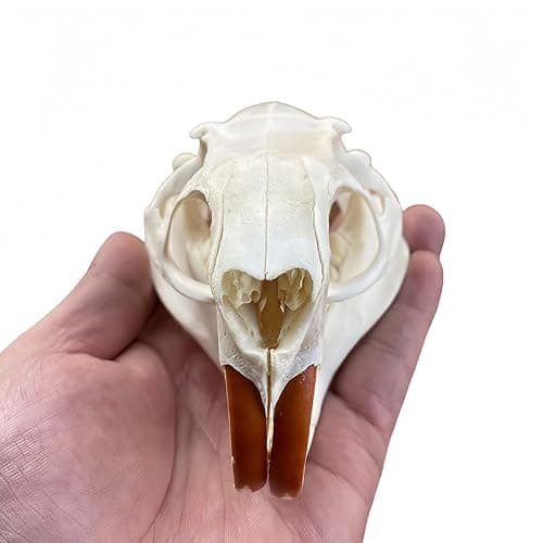 Wugakio Taxidermy Real Animals Myocastor coypus Skulls, Real Bones Specimen, Taxidermy Supplies for Science Education - Beaver Rat (1pcs Beaver Rat Skull) - Thumbnail 2
