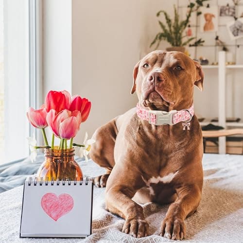 ARING PET Girl Dog Collar, Cute Spring Summer Pink Bow Puppy Pet Collars Necklace for Small Medium Large Female Dogs-M - Thumbnail 4