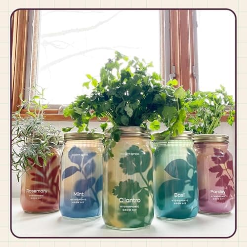 Modern Sprout Mason Garden Jar - Self-Watering Hydroponics Growing System Kit with Organic Herb Seeds - Jar Planter for Indoor Herb Garden - Seed Starter Kit - Home Decor & Gifting - Parsley - Thumbnail 2