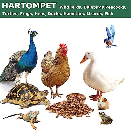 HARTOMPET Dried Black Soldier Fly Larvae for Chickens - Non-GMO Poultry Feed Supplement, 85X More Calcium Than Mealworms, 1LB BSF Worms Treat for Molting & Laying Hens, Ducks & Wild Birds - Thumbnail 6
