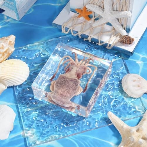 Taxidermy Squid, Professional SquidTaxidermy in Clear Resin, Ideal for School Lab Zoology Dissections, Unique Gifts for Specimen Collectors, Ocean Enthusiasts, and Loved Ones - Thumbnail 6