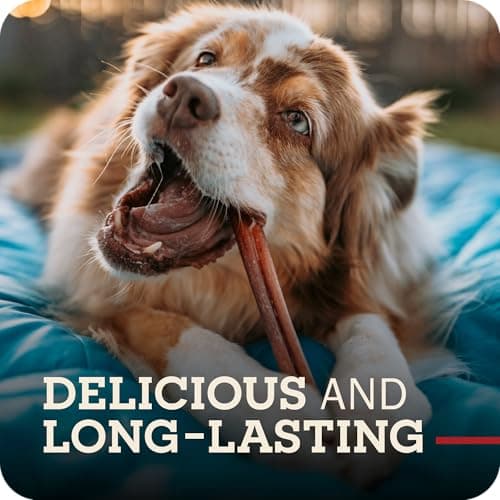 Redbarn Pet Products All Natural 5"-8" Bully Sticks for Small & Large Dogs - Healthy Long Lasting Chews Variety Party Pack - 100% Beef Single Ingredient Low Odor Rawhide Free Dental Treats - 8 oz Bag - Thumbnail 6