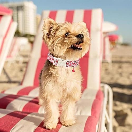 Babole Pet Summer Dog Collar Pink Watermelon Girl Dog Collars for Large Dogs - Lightweight Adjustable Cute Female Dogs Everyday Collar with Safety Buckle L - Thumbnail 2