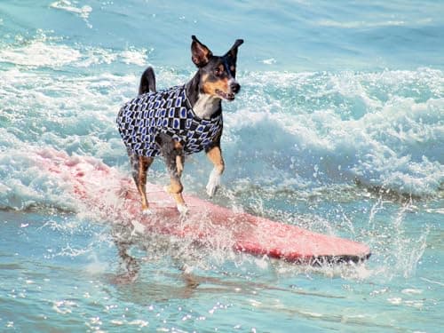 Lightweight Breathable Dog Cooling Shirts, Quick Dry Dog Sunscreen Shirt, Professional Pet Summer Vest for Small Medium Large Girl Boy Dog - Thumbnail 4