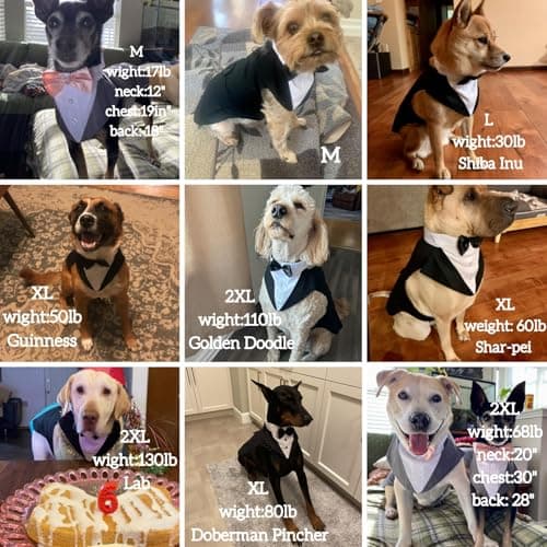 DORA BRIDAL Dog Tuxedo for Large Dogs, Dog Suit and Bowtie, Formal Dogs Wedding Outfit, Pet Tuxedo and Bandana Set Valentines Birthday Christmas Party Costumes for Labrador,Golden Retriever, Grey, 2XL - Thumbnail 6