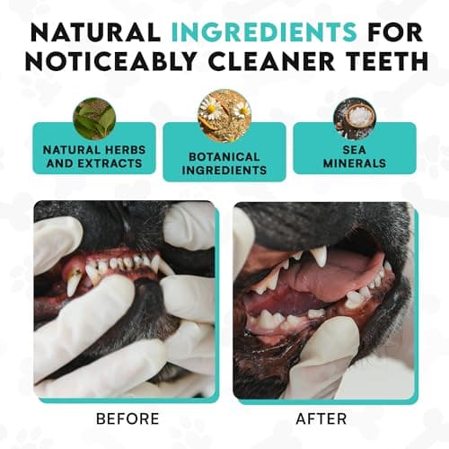Dog Teeth Cleaning Powder–Natural Dog Dental Powder for Teeth Cleaning, Breath Freshener & Plaque Remover–Tartar Control, Oral Care &Bad Breath Treatment-French Bulldog Optimized Great for all breeds - Thumbnail 5