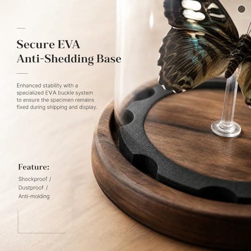 Wugakio Glass Taxidermy Butterfly Specimen Shadow Box, Butterfly Gifts for Women Girls with Glass Cover, Butterfly Decor for Bedroom Office Living Room Desk (Parthenos syvia) - Thumbnail 5