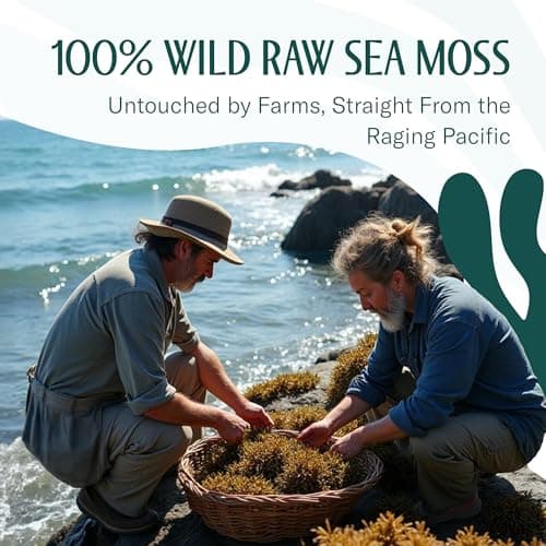TrueSeaMoss Raw Irish Sea Moss – Wildcrafted Sun-Dried Seaweed for Homemade Gel – 16oz (1 lb) Makes Up to 200oz Gel – Atlantic Harvested - Thumbnail 3