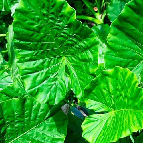 Leaf Plant Food 17.6 oz—A Liquid Plant Nutrient Suitable for Indoor and Outdoor Plants, Promoting Lush Foliage and Healthy Growth Ultra-Concentrated Formula-Yields 133 Gallons (17.6 oz) - Thumbnail 4
