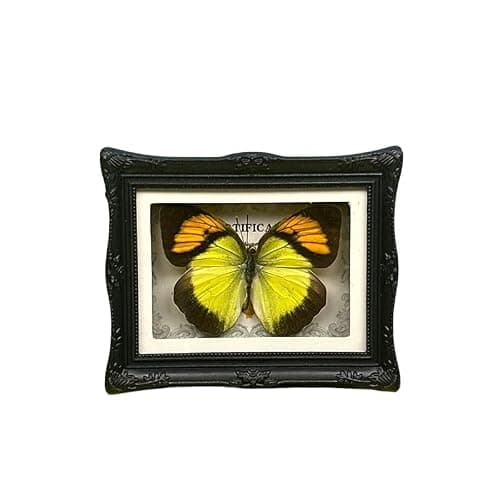 1Pcs Real Butterfly Framed Handmade, Taxidermy Butterfly Shadow Box Collection, Framed Butterfly Taxidermy for Oddities and Curiosities Gifts Tabletop Ornaments (#01-butterfly Specimen+photo Frame) - Image 1