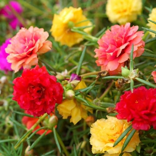 Moss Rose Seeds, 10,000+ Bulk Flower Seeds for Planting Outdoors(99% Pure Live, Non-GMO), Mixed Colors and Large Blooms, Attracts Pollinators, Easy to Grow
