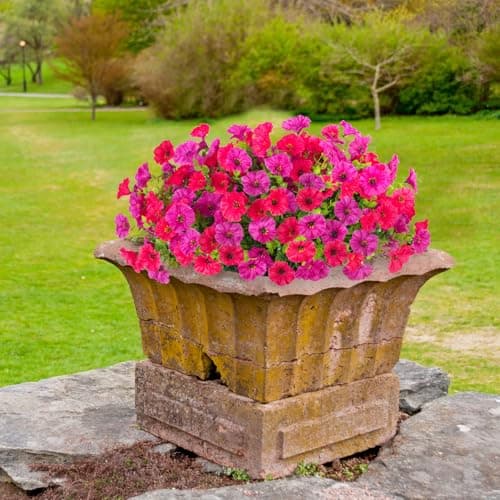 ADXORA 12 Bundles Morning Glory Artificial Flowers for Outdoor Decoration UV Resistant Fake Plastic Plants Artificial Greenery for Indoor Outdoor Garden Patio Window Box Home Decor - Thumbnail 4