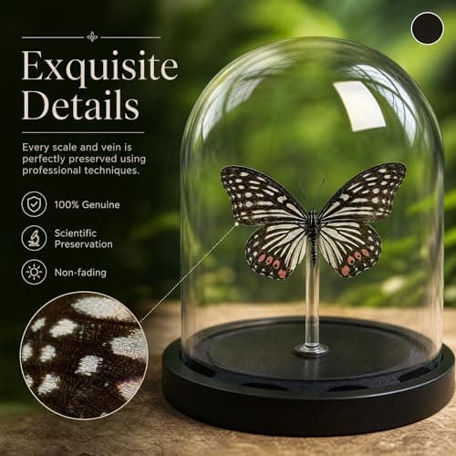 Real Taxidermy Butterfly Specimen hestina assimilis Shadow Box, Butterfly Gifts for Women Girls with Glass Cover, Butterfly Decor for Bedroom Office Living Room Desk - Thumbnail 5