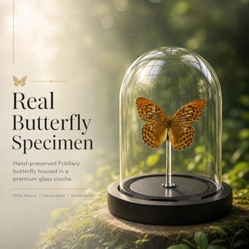 Real Taxidermy Butterfly Specimen Leopard Butterfly Shadow Box, Butterfly Gifts for Women Girls with Glass Cover, Butterfly Decor for Bedroom Office Living Room Desk ﻿ - Thumbnail 6