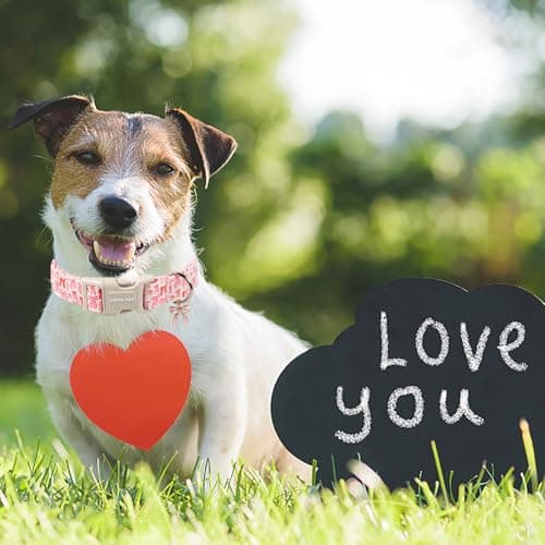 ARING PET Girl Dog Collar, Cute Spring Summer Pink Bow Puppy Pet Collars Necklace for Small Medium Large Female Dogs-M - Thumbnail 3