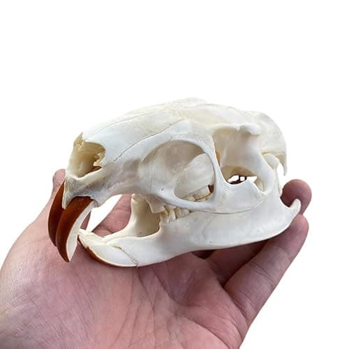 Wugakio Taxidermy Real Animals Myocastor coypus Skulls, Real Bones Specimen, Taxidermy Supplies for Science Education - Beaver Rat (1pcs Beaver Rat Skull) - Image 1