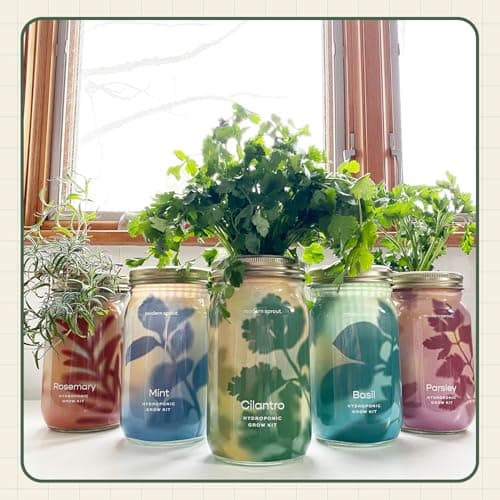 Modern Sprout Mason Garden Jar - Self-Watering Hydroponics Growing System Kit with Organic Herb Seeds - Jar Planter for Indoor Herb Garden - Seed Starter Kit - Home Decor & Gifting - Cilantro - Thumbnail 6