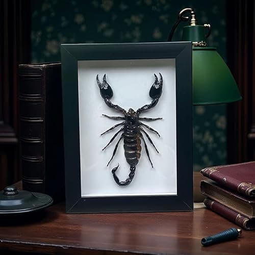 Real Forest Scorpion Specimen, Black Frame Shadow Box, Taxidermy for Insect Lovers,Insect Taxidermy Display Wall Art Hanging Decor Home Living Decor (Scorpion +Plastic Box) - Image 1