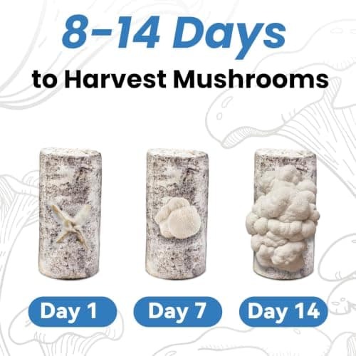 USA Organic 4lbs Lion's Mane Mushroom Growing Kit, Non-GMO - Thumbnail 4